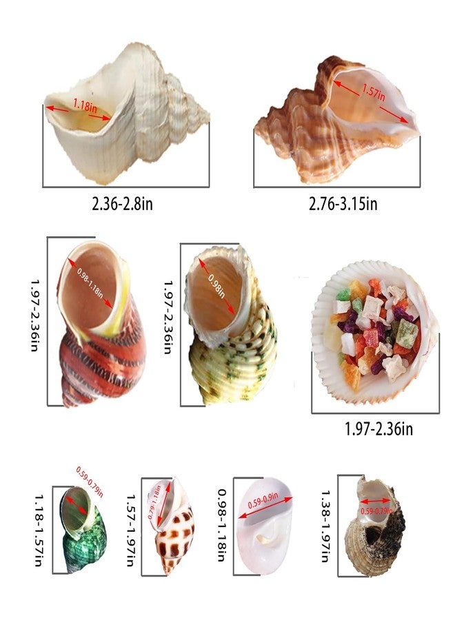 SINKOO Hermit Crab Shells 17PCS (9 Types) Medium Small Growth Turbo Seashells 0.6-1.6 Inch Various Openning Size Natural - Image 3